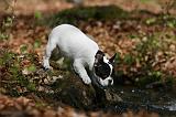 BOULEDOGUE FRANCAIS 1020